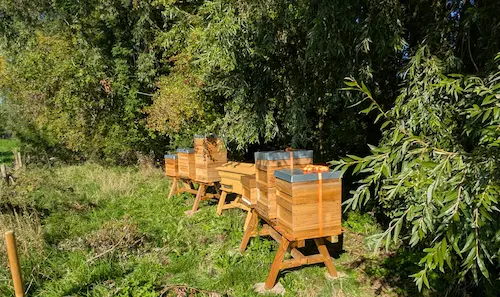 Rustige bijenstand op locatie Hoogewaard
