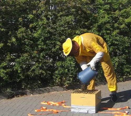 Imker De Zwermmeester schept voorzichtig een bijenzwerm