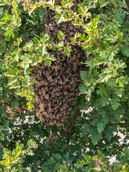 Bijenzwerm aan een tak in een haag